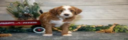 Mini Goldendoodle dogs for sale: Tip - Ad 3