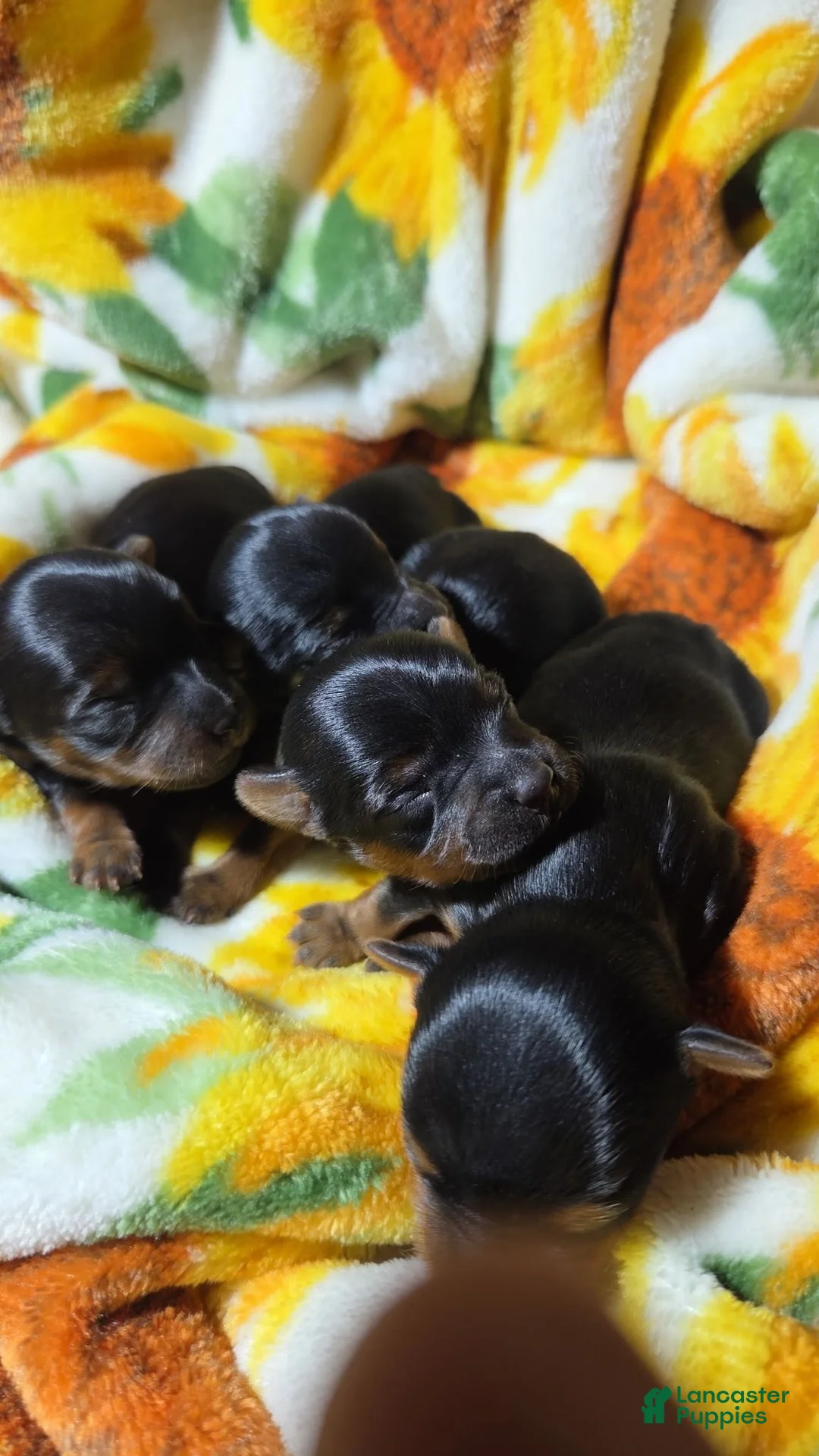 Yorkshire Terrier dogs for sale: Yorkshire Terrier 1 - Ad 2