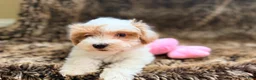 Maltipoo dogs for sale: Pink - Ad 7