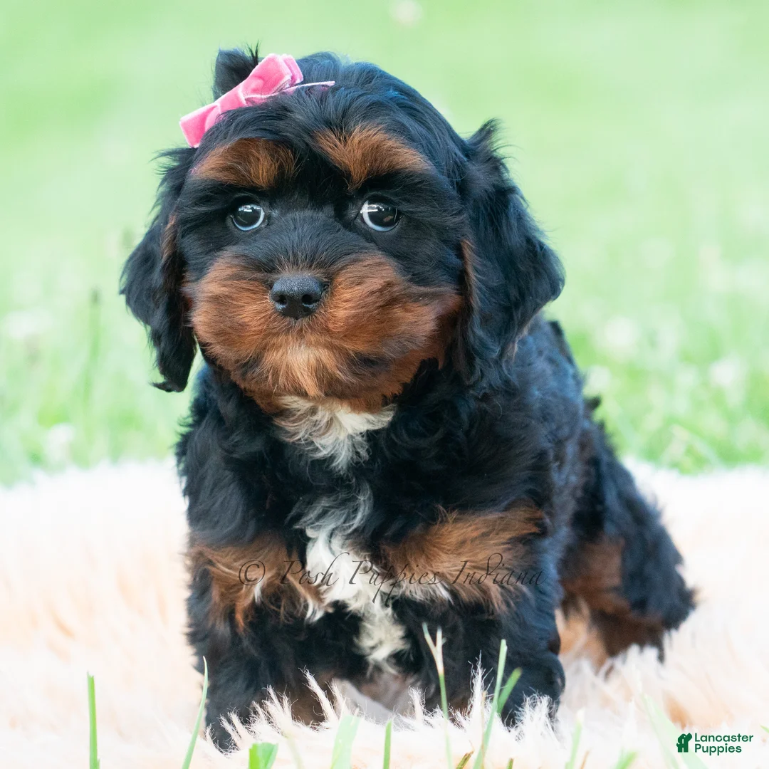 Cavapoo dogs for sale: Millie - Ad 2