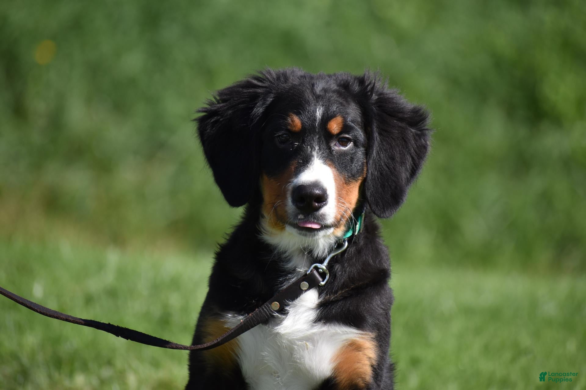 Bernese Mountain Dog dogs Trevor - Ad 2
