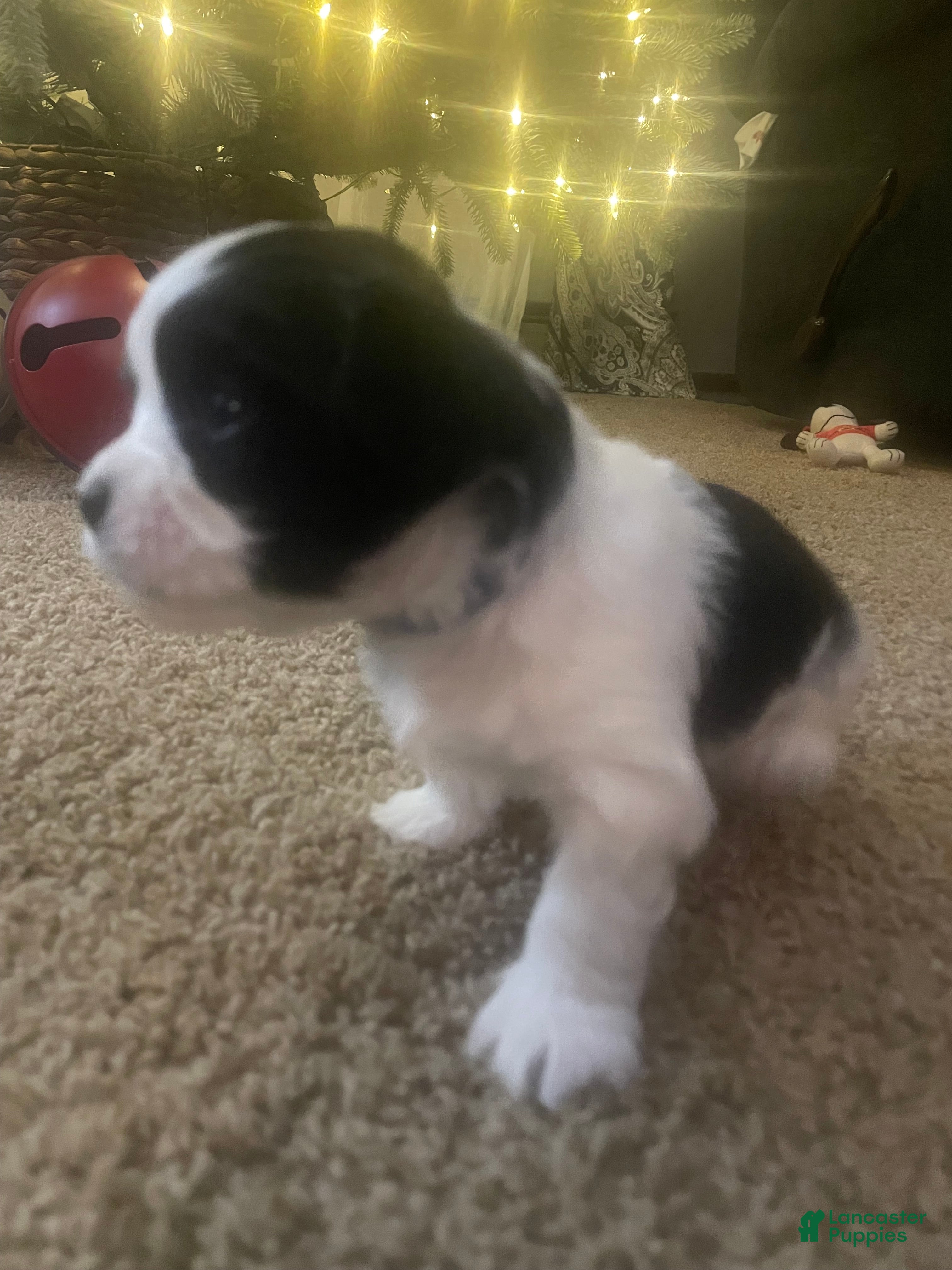 Mixed Breed dogs Brutus - Ad 40