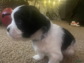 Mixed Breed dogs Brutus - Ad 40