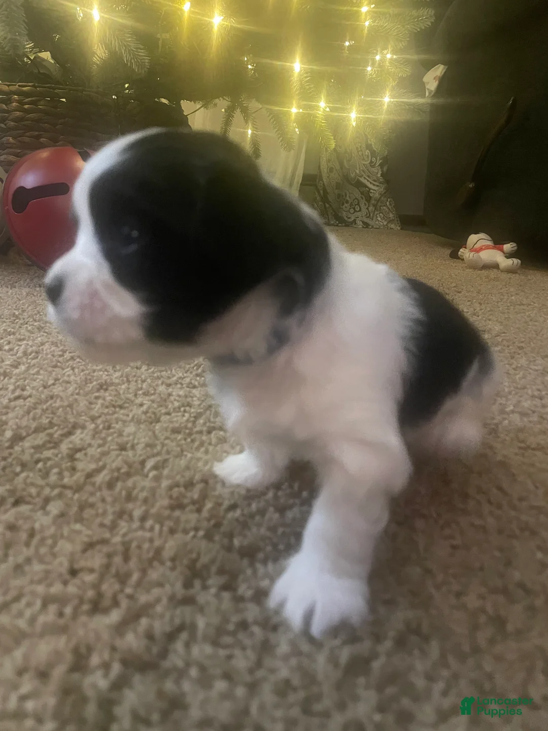 Mixed Breed dogs for sale: Brutus - Ad 2