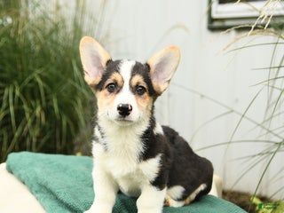 Welsh Corgi Pembroke dogs - Ad 3