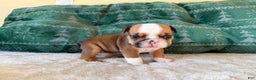 English Bulldog dogs for sale: Cookie - Ad 4