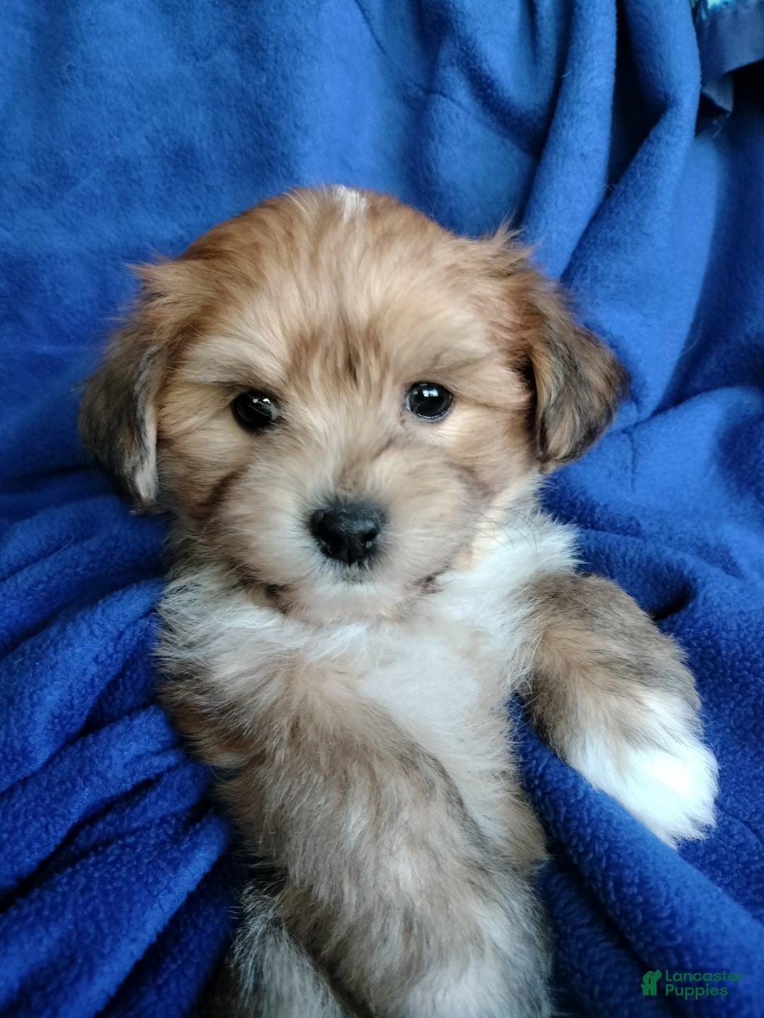 Mixed Breed dogs for sale: Orzo - Ad 2