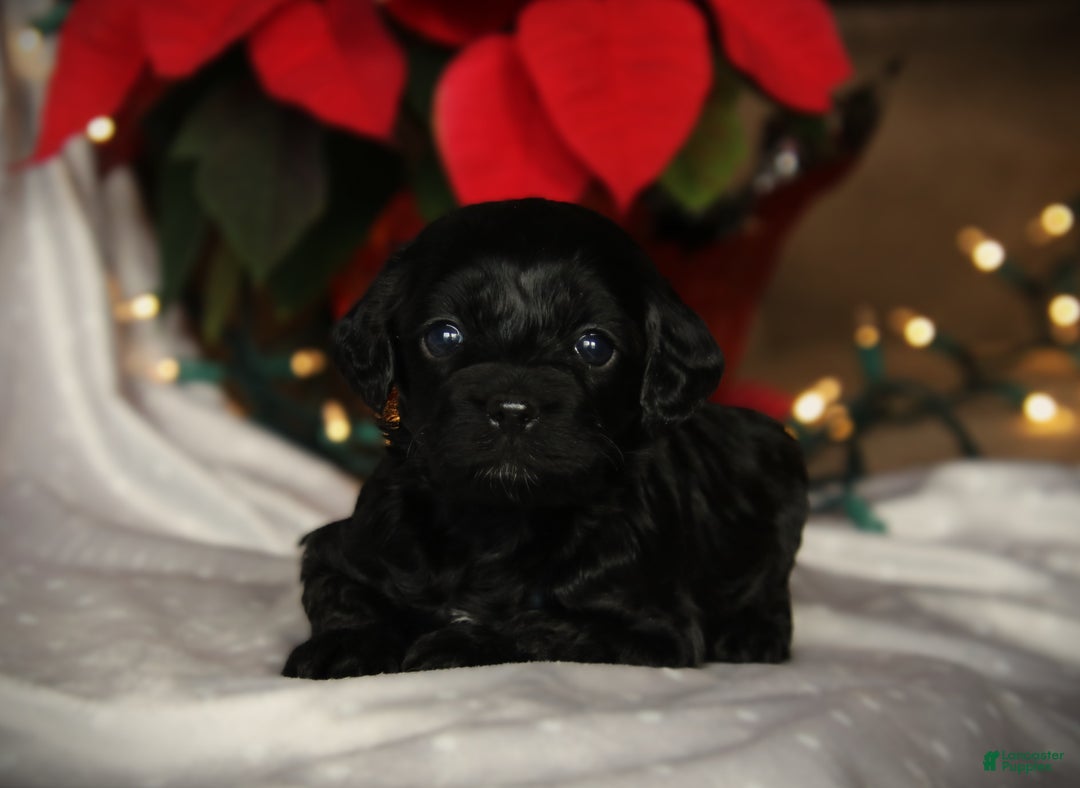 Cockapoo dogs for sale: Miracle - Ad 2