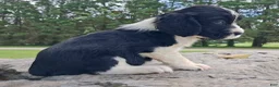 English Springer Spaniel dogs for sale: English Springer Spaniel Puppy Neo - Ad 2