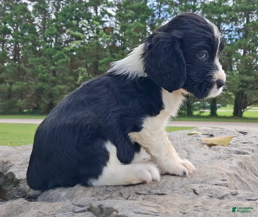 English Springer Spaniel dogs for sale: English Springer Spaniel Puppy Neo - Ad 2