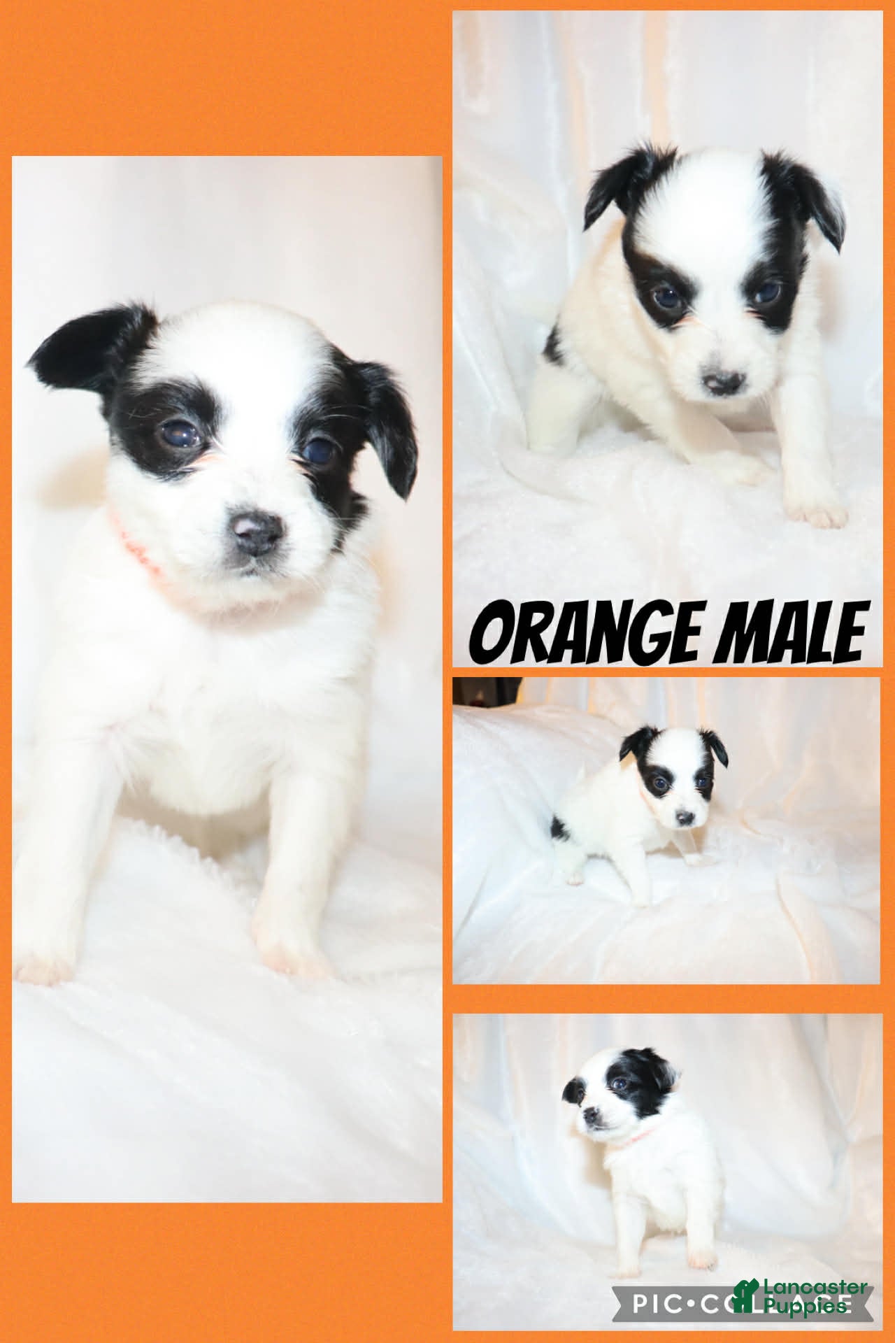 Papillon dogs Orange boy - Ad 38