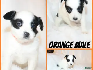Papillon dogs Orange boy(Snoopy) - Ad 20