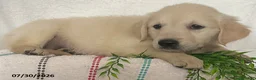 Golden Retriever dogs for sale: Maggie - Ad 4
