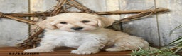 Maltipoo dogs for sale: Pumpkin - Ad 1