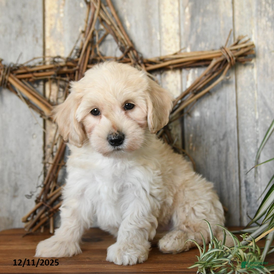 Maltipoo dogs for sale: Pumpkin - Ad 1