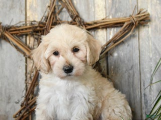 Maltipoo dogs Pumpkin - Ad 30