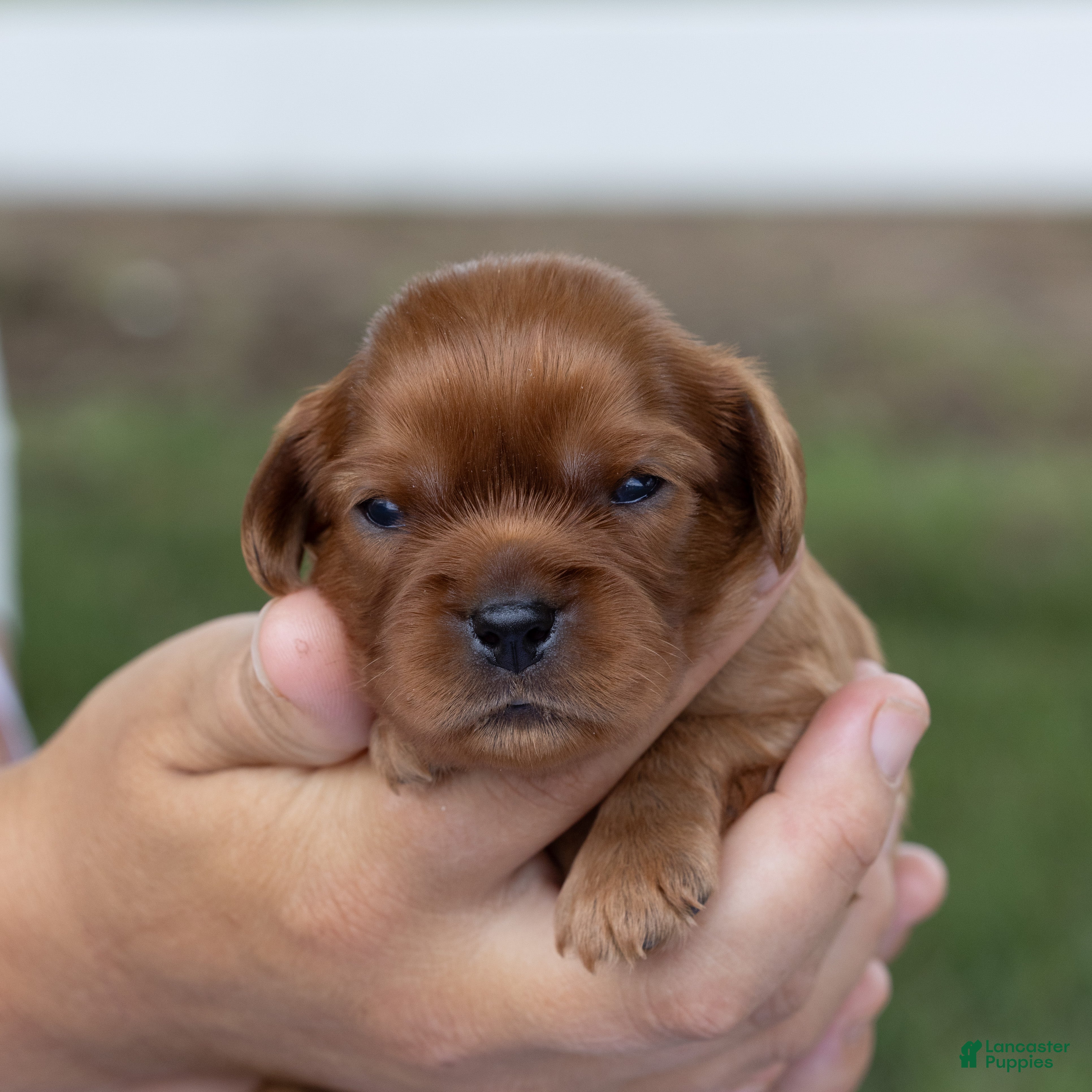 Cavalier King Charles Spaniel dogs Alfalfa - Ad 2