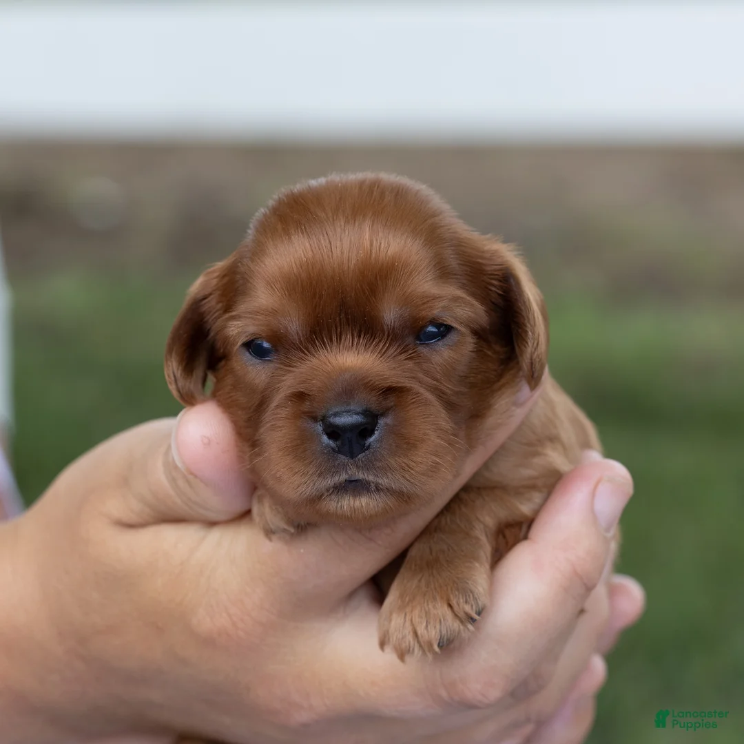 Cavalier King Charles Spaniel dogs for sale: Alfalfa - Ad 2