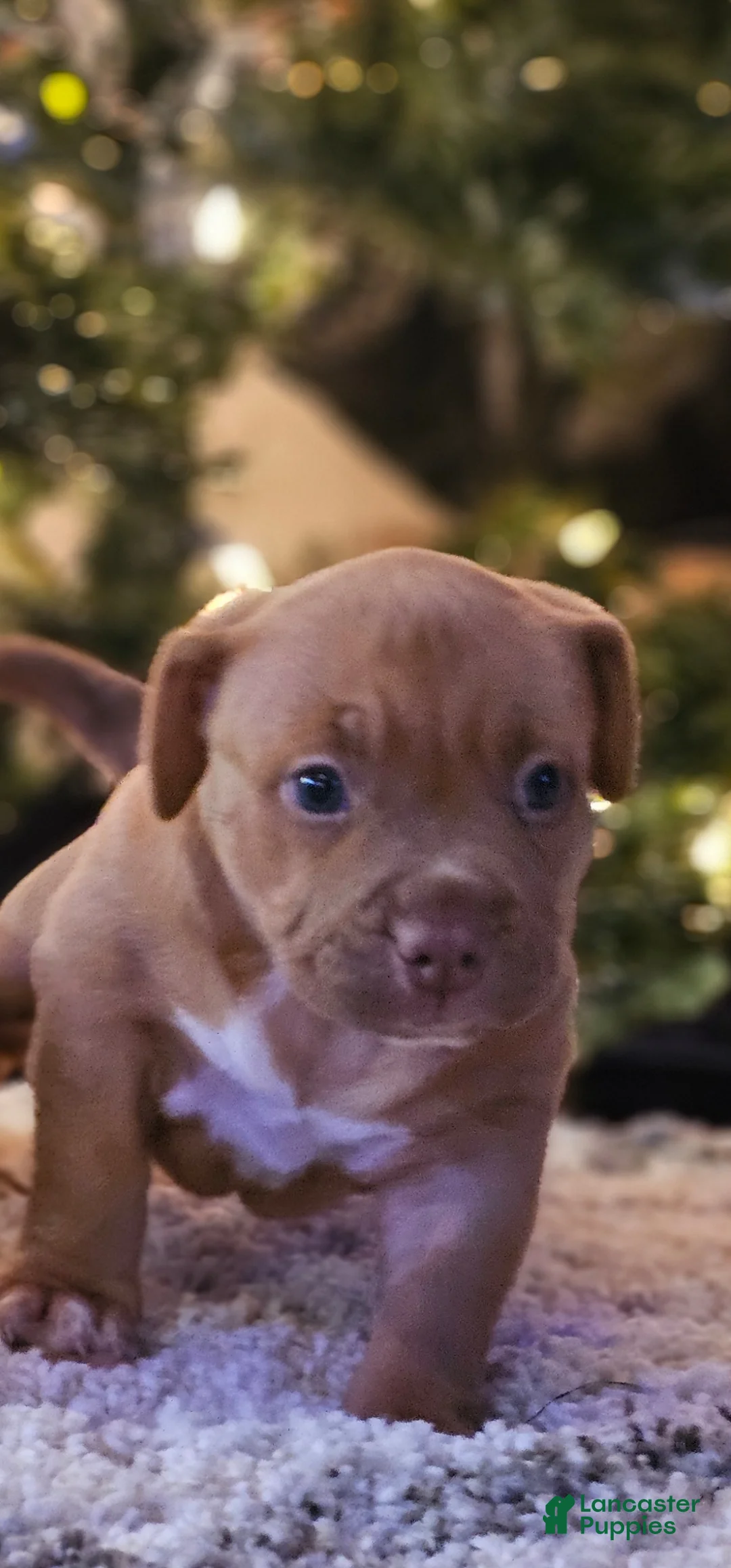 American Bully dogs for sale: American Bully Puppy 1 - Ad 3