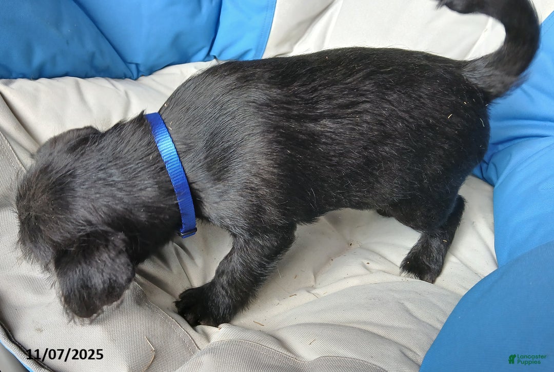 Puggle dogs for sale: Teddy - Ad 3