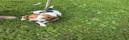 Beagle dogs for sale: Beagle 4 - Ad 6