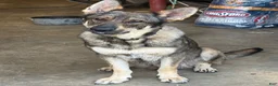 German Shepherd dogs for sale: German Shepherd 7 - Ad 6
