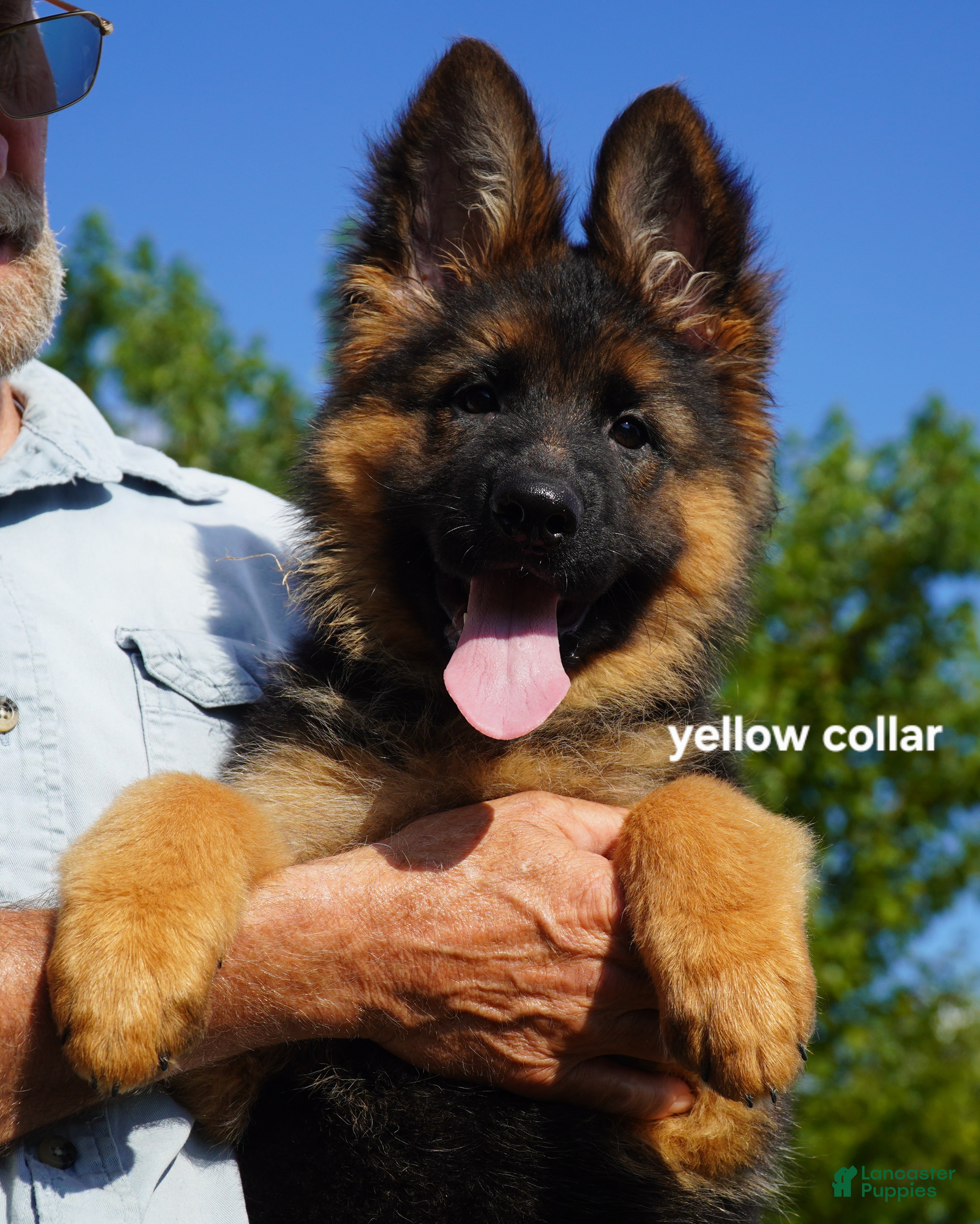 German Shepherd dogs German Shepherd 2 - Ad 33