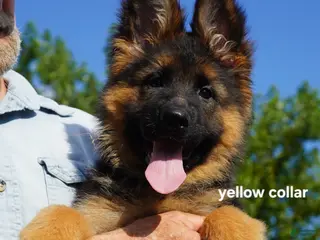German Shepherd dogs German Shepherd yellow collar - Ad 30