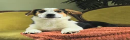 Welsh Corgi Pembroke dogs for sale: Tiffany - Ad 1