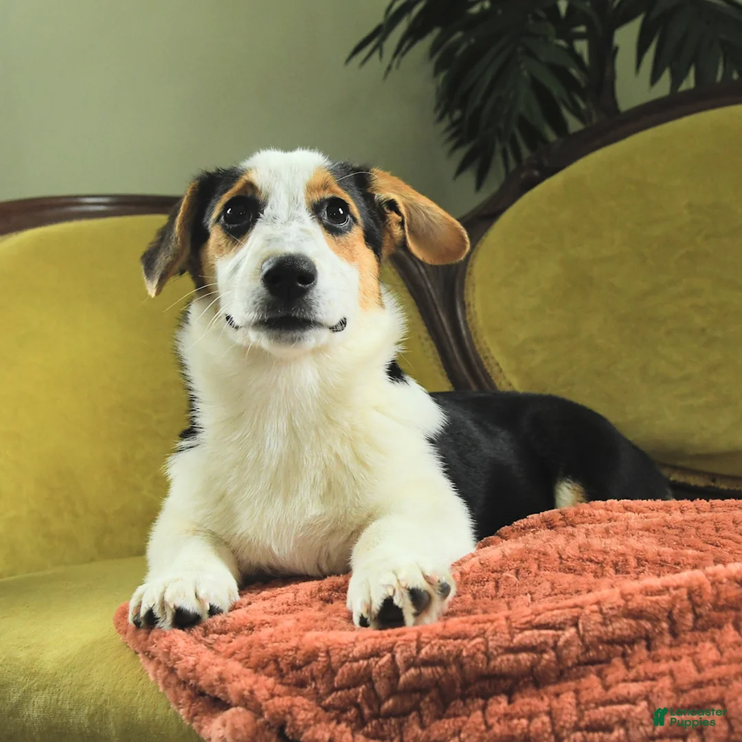 Welsh Corgi Pembroke dogs for sale: Tiffany - Ad 1