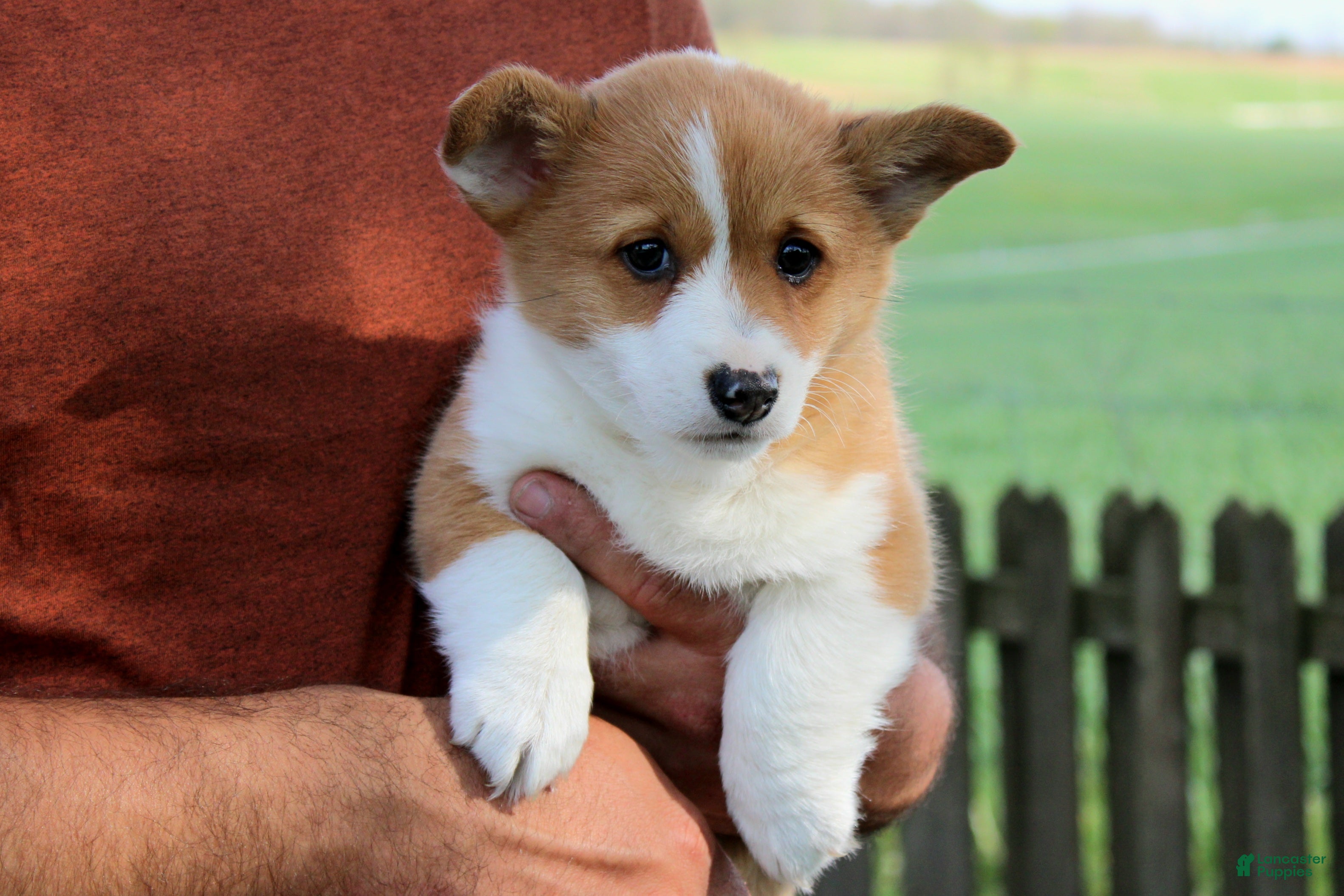 Welsh Corgi Pembroke dogs Piper - Ad 1