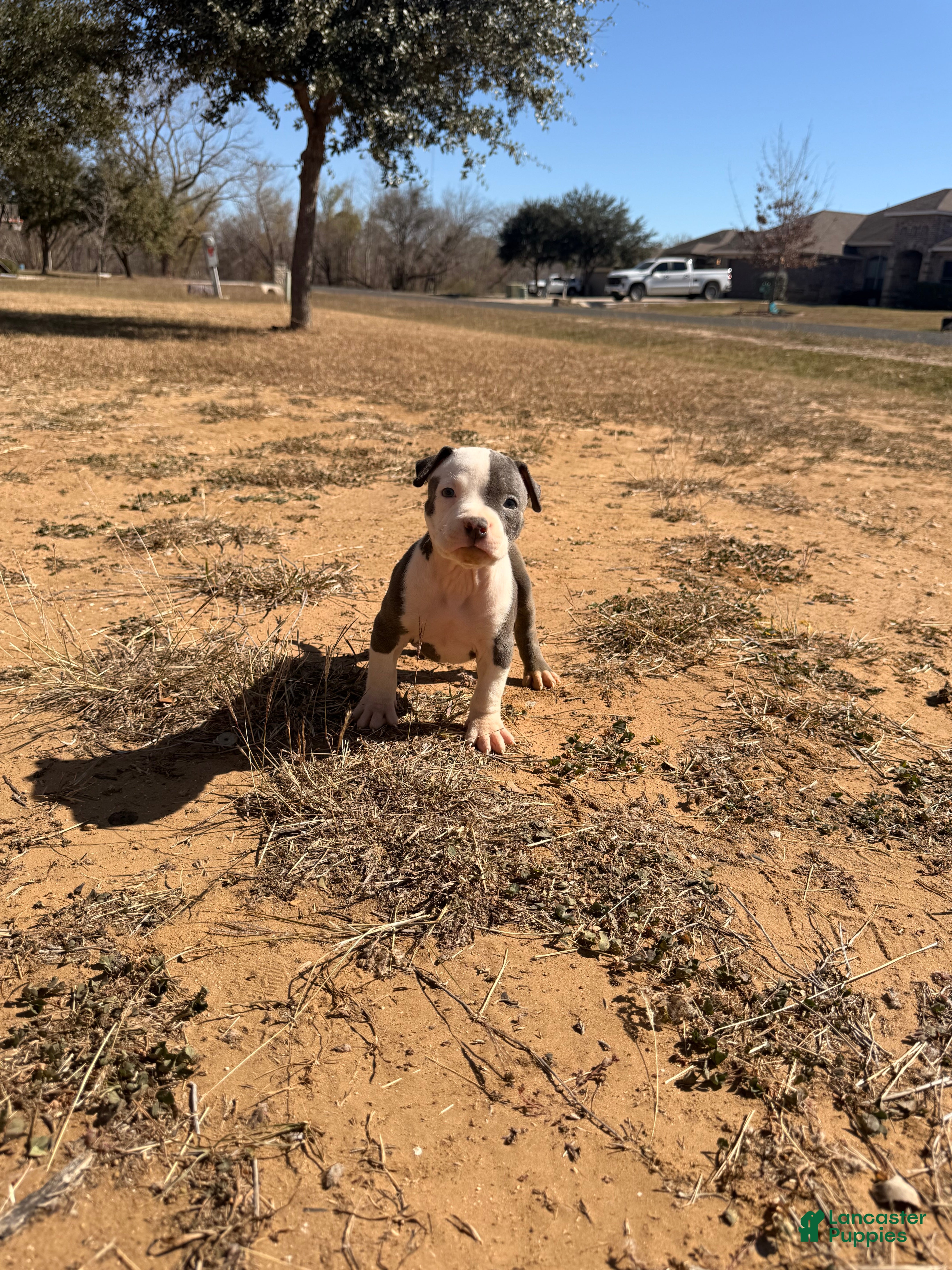 American Bully dogs American Bully Puppy 4 - Ad 15