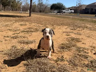 American Bully dogs American Bully Puppy 4 - Ad 15