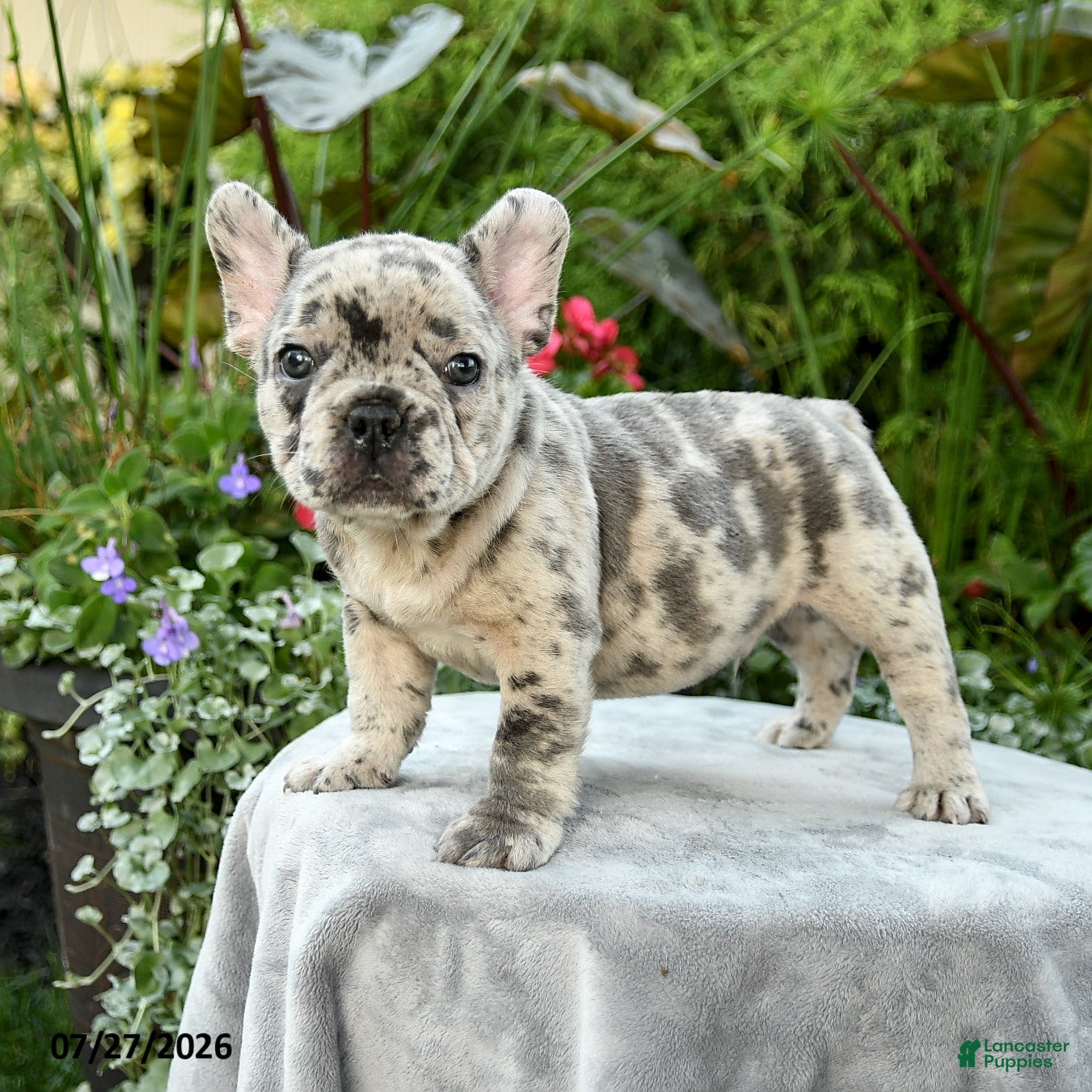French Bulldog dogs Stanley - Ad 2