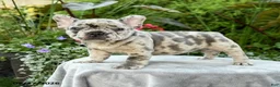 French Bulldog dogs for sale: Stanley - Ad 2