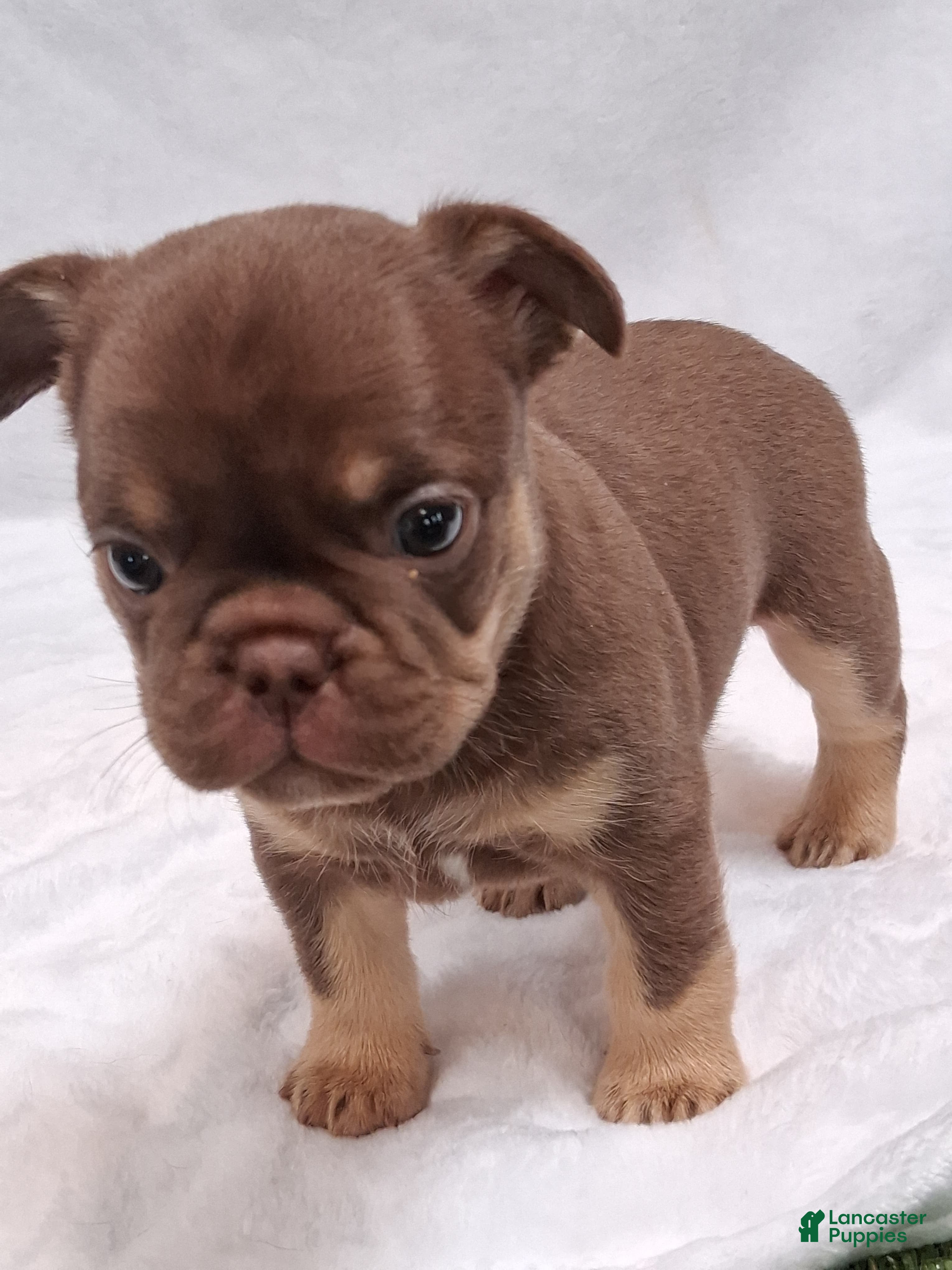 French Bulldog dogs Desert - Ad 1