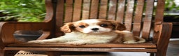 Cavalier King Charles Spaniel dogs for sale: Buster - Ad 2