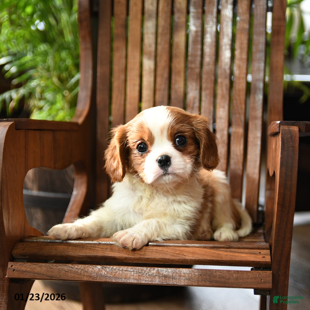 Cavalier King Charles Spaniel dogs for sale: Buster - Ad 2