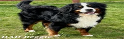 Bernese Mountain Dog dogs for sale: SHADOW - Ad 8