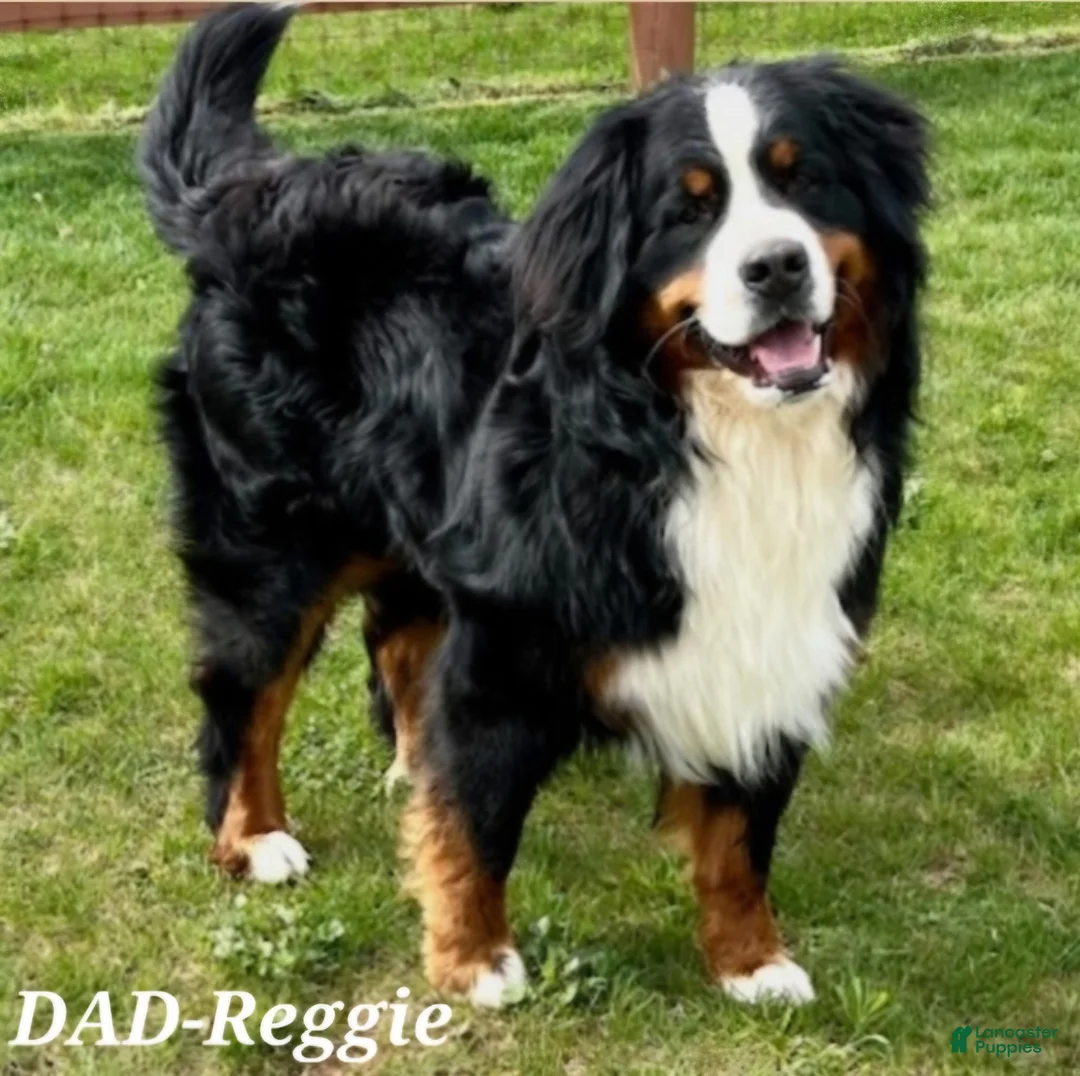 Bernese Mountain Dog dogs for sale: SHADOW - Ad 8