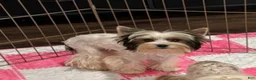 Yorkshire Terrier dogs for sale: Yorkshire Terrier 2 - Ad 9