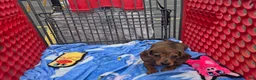 Miniature Dachshund dogs for sale: Julie - Ad 5