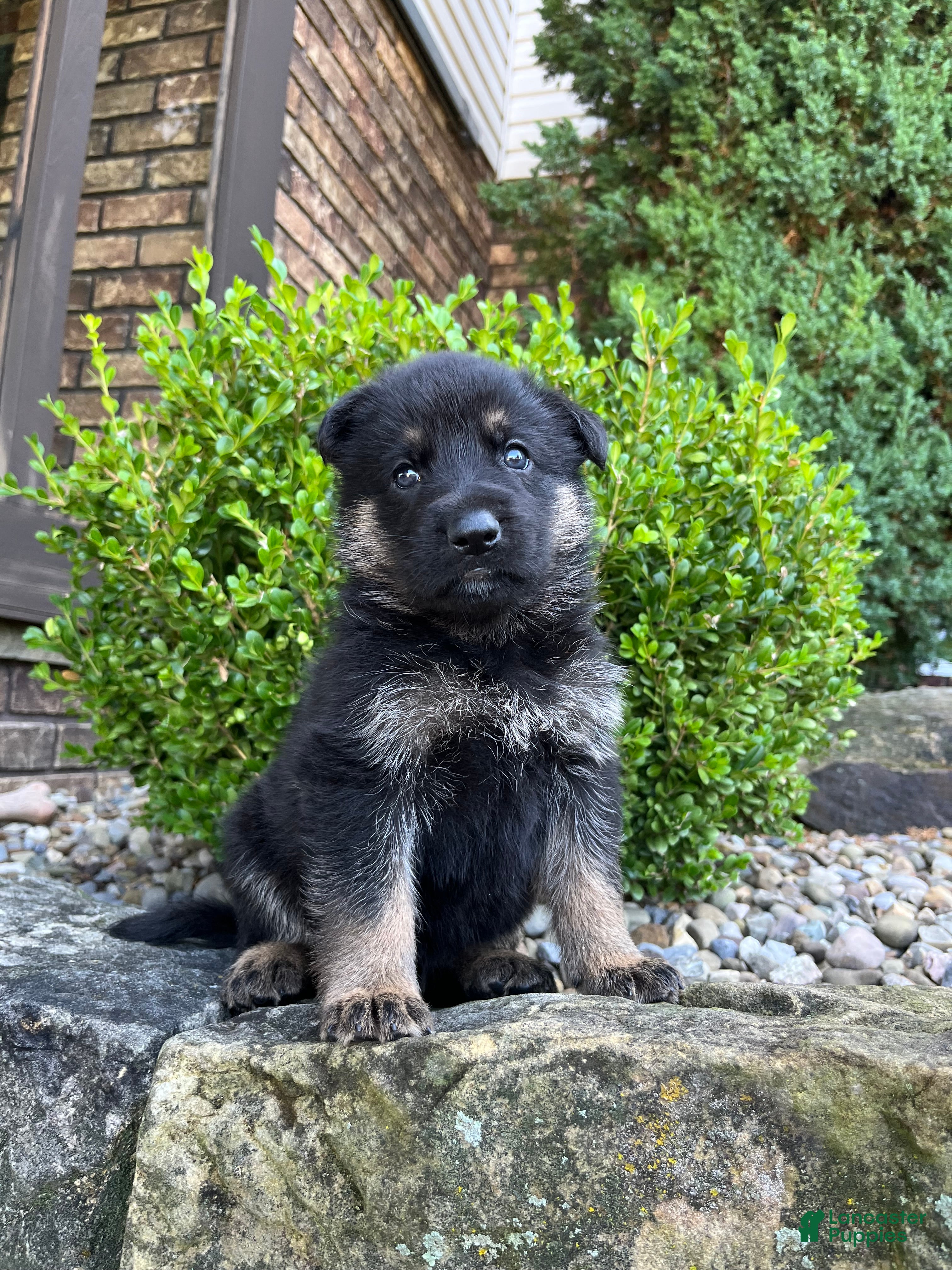 German Shepherd dogs Monte - Ad 1
