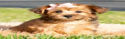 Yorkiepoo dogs for sale: Ella - Ad 2