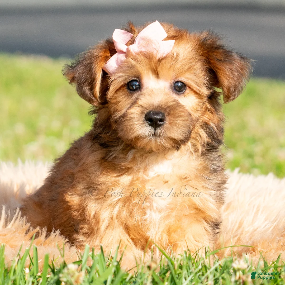 Yorkiepoo dogs for sale: Ella - Ad 2