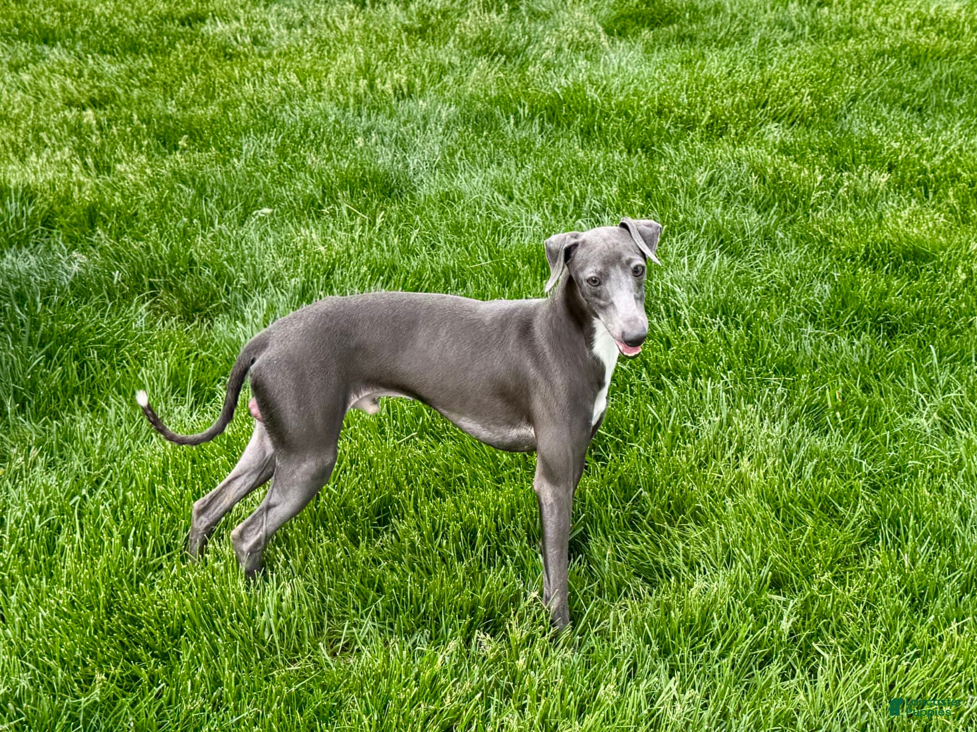 Italian Greyhound dogs Manny - Ad 2