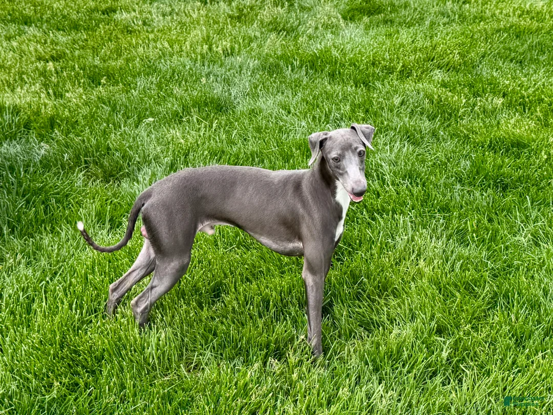 Italian Greyhound dogs for sale: Manny - Ad 1