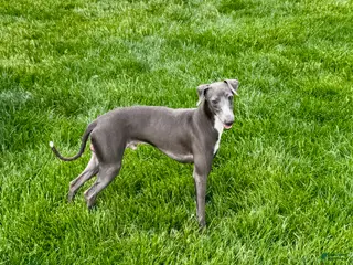 Italian Greyhound dogs Manny - Ad 1