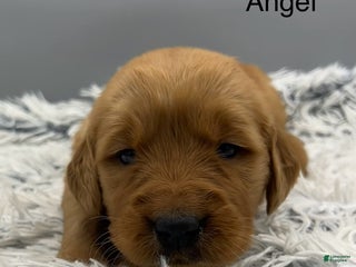 Golden Retriever dogs Golden Retriever Puppy angel - Ad 18