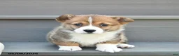 Welsh Corgi Pembroke dogs for sale: Lexi  - Ad 2